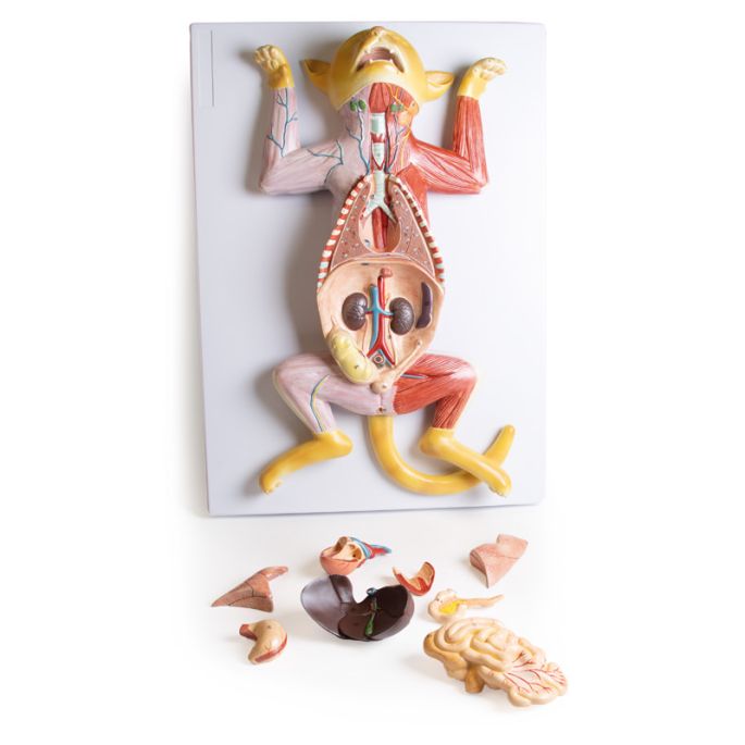 Zwanger kattendissectiemodel - afbeelding 13