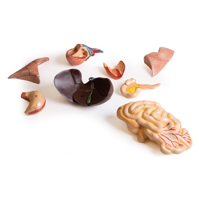 Zwanger kattendissectiemodel - afbeelding 14