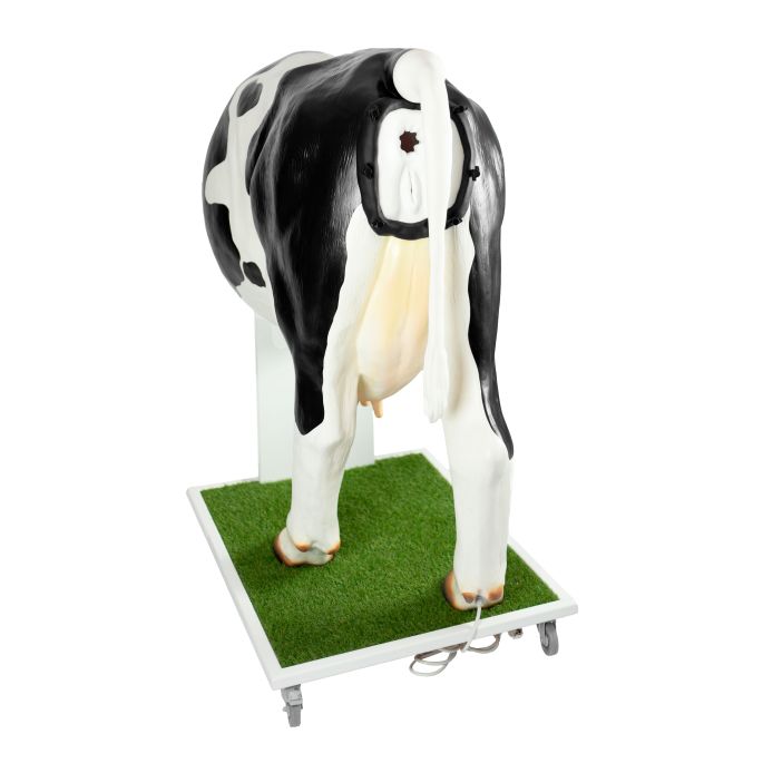 Geavanceerde simulator voor kunstmatige inseminatie (AI) koe