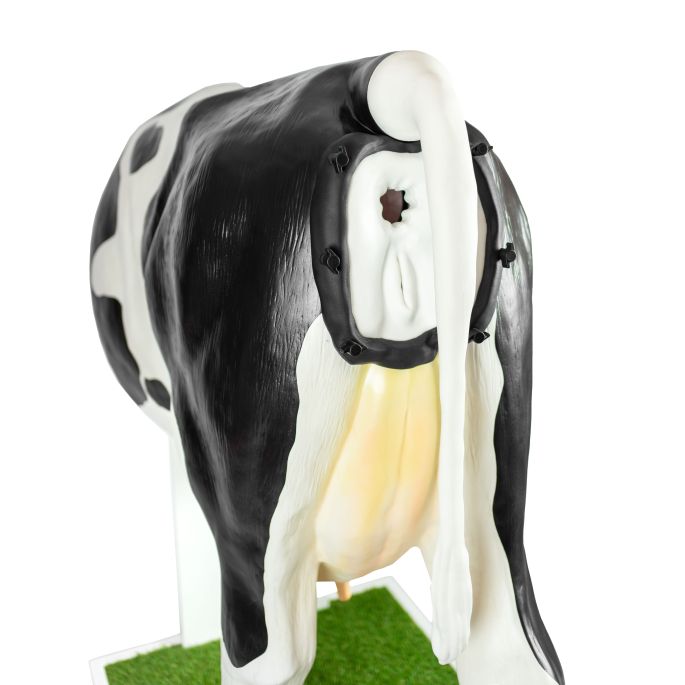 Geavanceerde simulator voor kunstmatige inseminatie (AI) koe - afbeelding 2