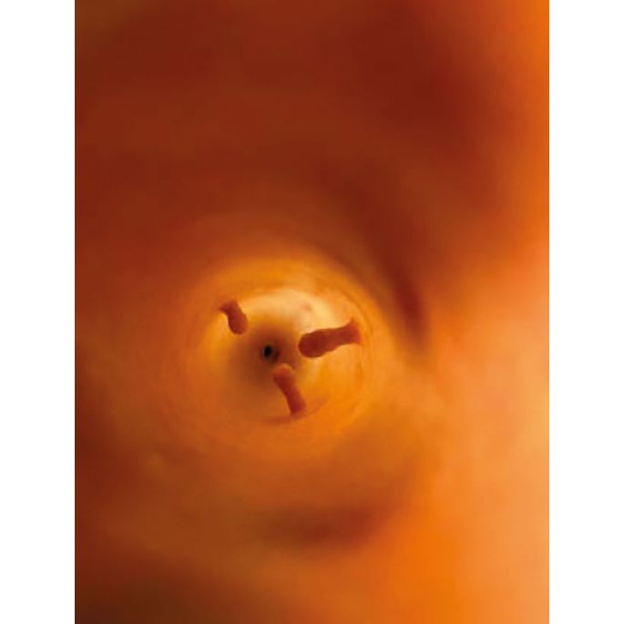 Canine Rectale examentaaktrainer - afbeelding 9