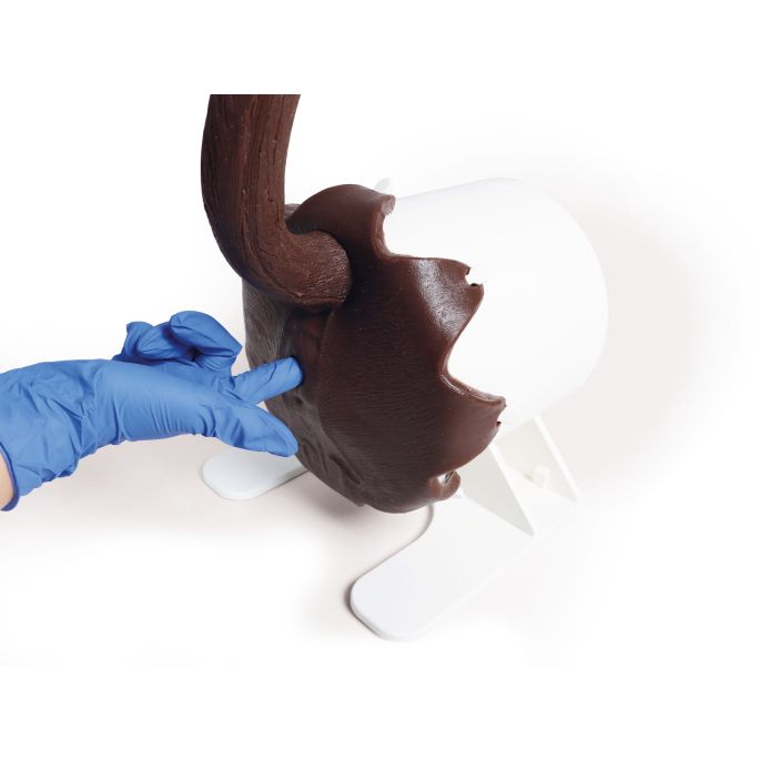 Canine Rectale examentaaktrainer - afbeelding 13