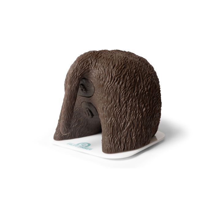Cathy katheterisatiesimulator voor de teef