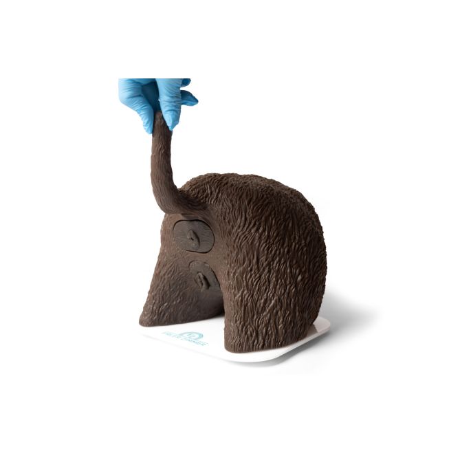 Cathy katheterisatiesimulator voor de teef