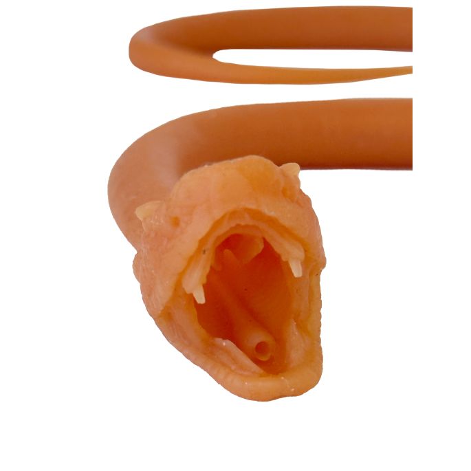 Endotracheale intubatie van de slang - afbeelding 4
