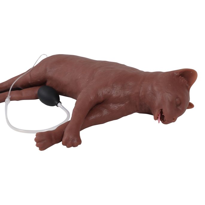 Reanimatiekat CaPpeR