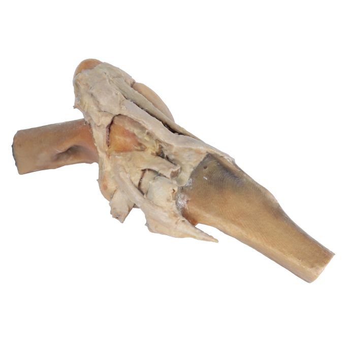 Paard, dissectie kniegewricht