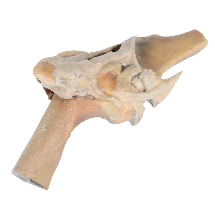 Paard, dissectie kniegewricht