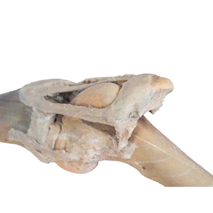 Paard, dissectie kniegewricht