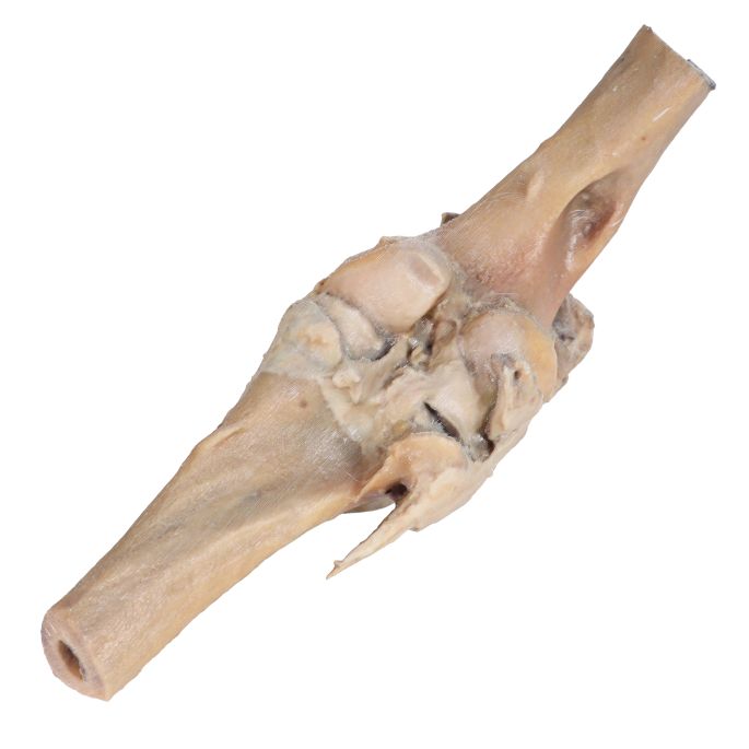 Paard, dissectie kniegewricht