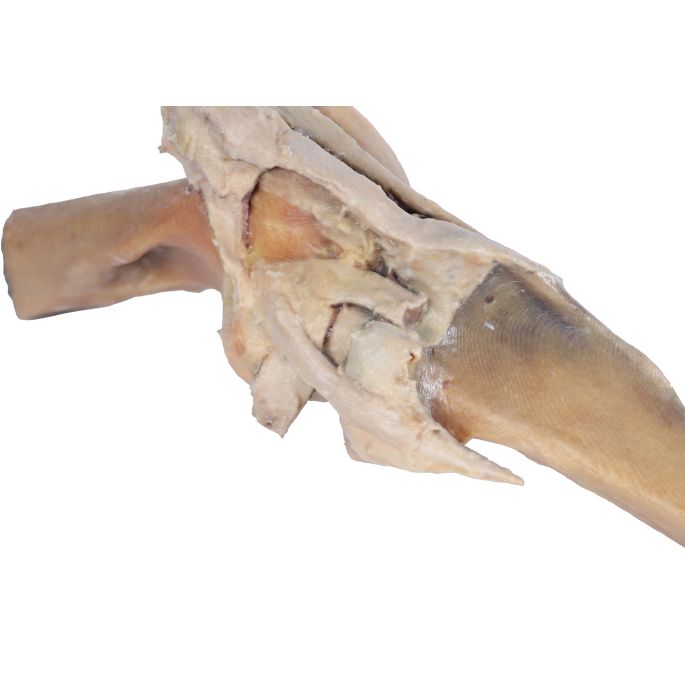 Paard, dissectie kniegewricht