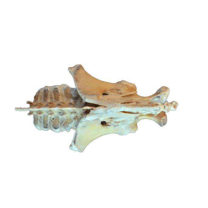 Paard (veulen), bekkendissectie, banden