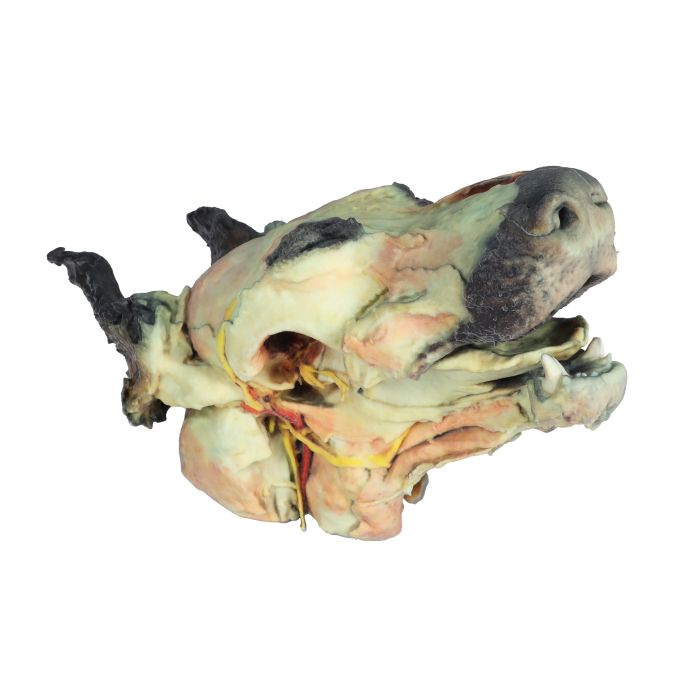 Hondenkop, oppervlakkige en diepe dissectie
