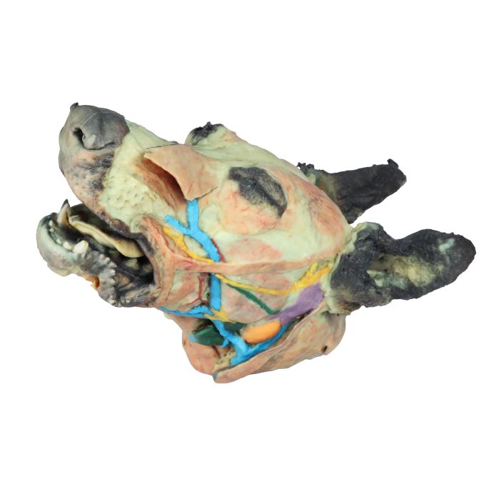 Hondenkop, oppervlakkige en diepe dissectie