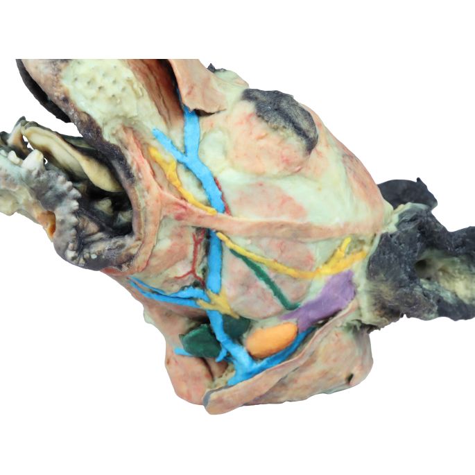 Hondenkop, oppervlakkige en diepe dissectie