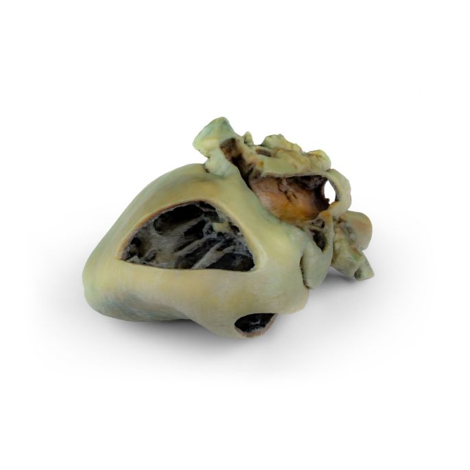 Hondenhart met dissectie