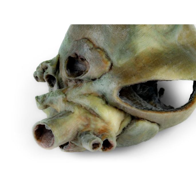 Hondenhart met dissectie