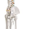 Didactisch skelet 'Oscar'