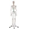 Didactisch skelet 'Oscar'