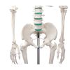 Didactisch skelet 'Oscar'