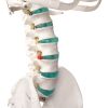 Didactisch skelet 'Oscar'