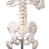 Didactisch skelet 'Oscar'