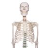 Didactisch skelet 'Oscar'