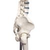 Skelet 