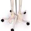 Skelet 'Arnold' met spiermarkeringen