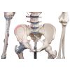 Skelet 'Bert' met spiermarkeringen en ligamenten