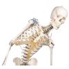 Skelet 'Toni' met beweegbare wervelkolom en ligamenten