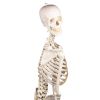 Skelet 'Hugo' met beweegbare wervelkolom