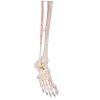 Skelet 