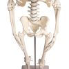 Miniatuur-skelet 'Paul', met beweegbare rug