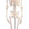 Miniatuurskelet