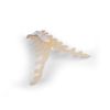 Sternum (borstbeen)