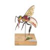 Model werkbij (Apis mellifera), 25x vergroot, 3-delig