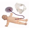 Vrouwelijk bekken met foetuspop en placenta
