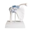 Schoudergewricht met ligamenten met standaard
