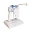 Schoudergewricht met ligamenten met standaard