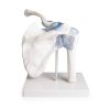 Schoudergewricht met ligamenten met standaard