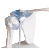 Schoudergewricht met ligamenten met standaard