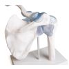 Schoudergewricht met ligamenten met standaard