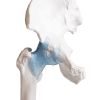 Heupgewricht met ligamenten op standaard - afbeelding 8
