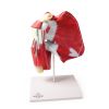 Schoudermodel met diepe spieren (rotator cuff)