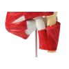 Schoudermodel met diepe spieren (rotator cuff) - afbeelding 4
