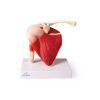 Schoudergewricht, levensgroot, spieren, EZ Augmented Anatomy