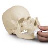 Osteopathisch schedelmodel, 22-delig, anatomische versie
