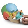 Osteopathische schedel 22-delig