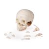Luxe demonstratie kinderschedel; 14 stuks
